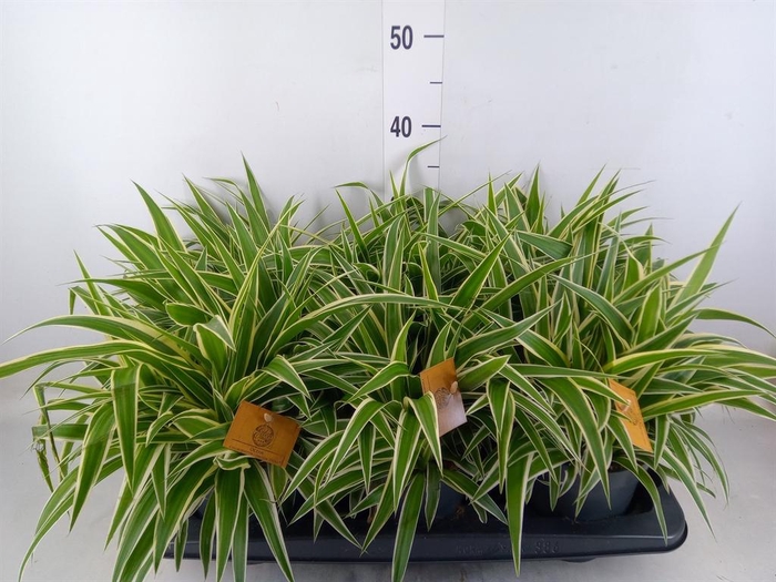 <h4>Chlorophytum com. 'Ocean'</h4>