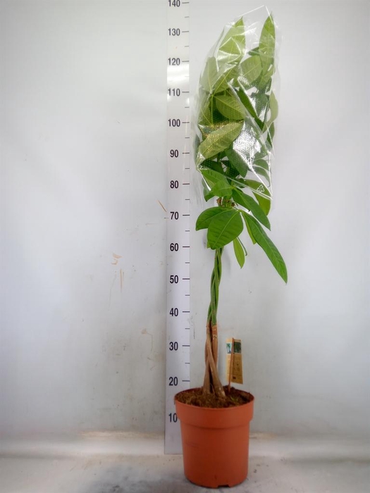 <h4>Pachira aquatica</h4>