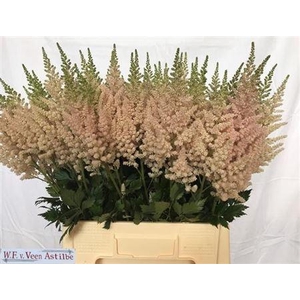 Astilbe Ch Vision Inferno