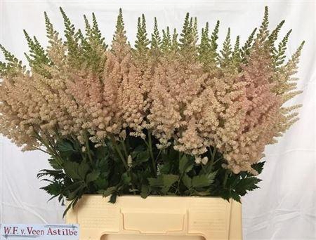 <h4>Astilbe Ch Vision Inferno</h4>