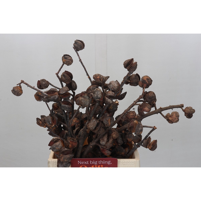 <h4>Kaaps Groen Hakea Sericea</h4>