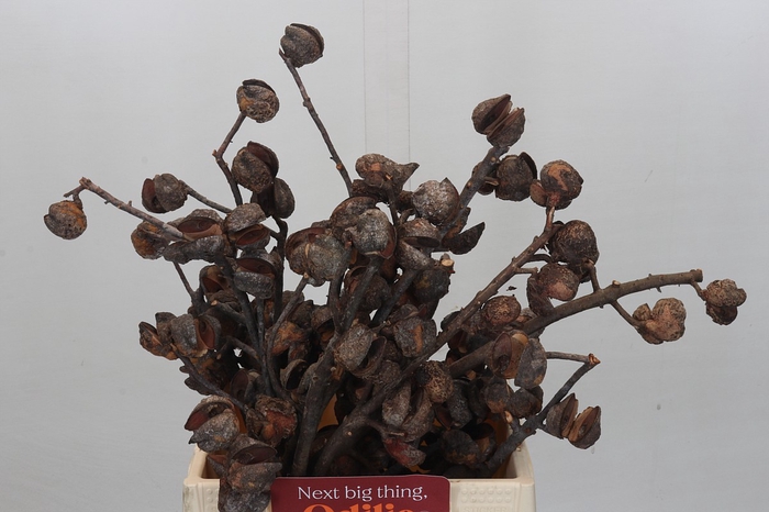 <h4>Kaaps Groen Hakea Sericea</h4>