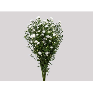 ASTER MARIANA 030 CM