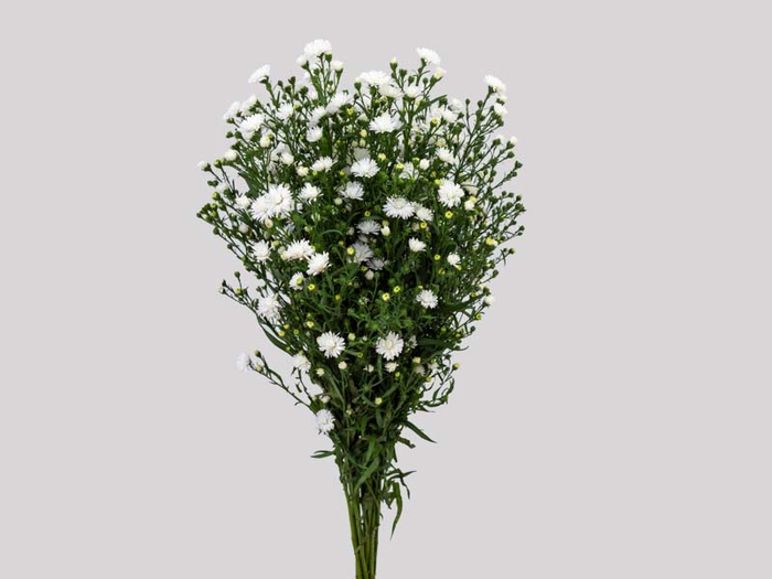 <h4>ASTER MARIANA 030 CM</h4>