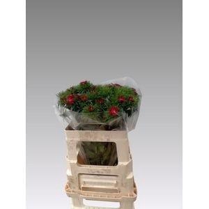 <h4>DI BARB S WILL PURPL</h4>