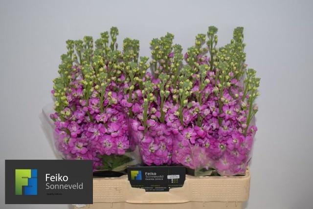 <h4>MATTH MATHILDA ROSE</h4>