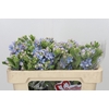 Oxypetalum Tweedia Blue