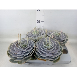 Echeveria  'Pollux'