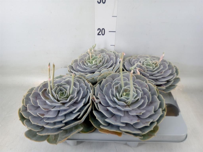 <h4>Echeveria  'Pollux'</h4>