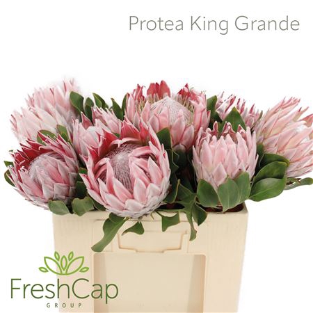 <h4>Protea Cynaroides Big</h4>