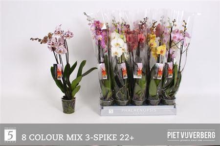 <h4>Phal Gem 8 Kl 3 Tak</h4>