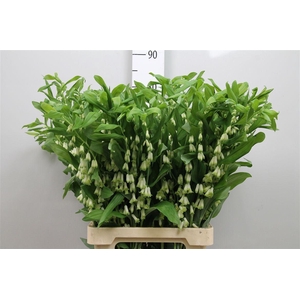 Polygonatum Multiflo