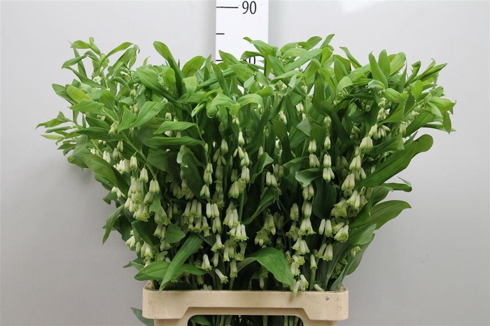 <h4>Polygonatum Multiflo</h4>