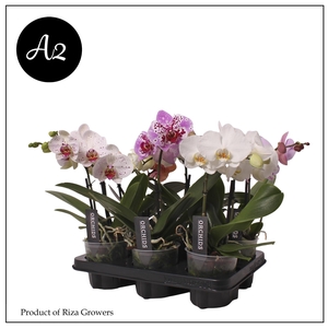 Phalaenopsis A2 Spirit Mix 2+ spike – 12cm