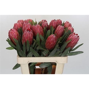 PROTEA RED ICE