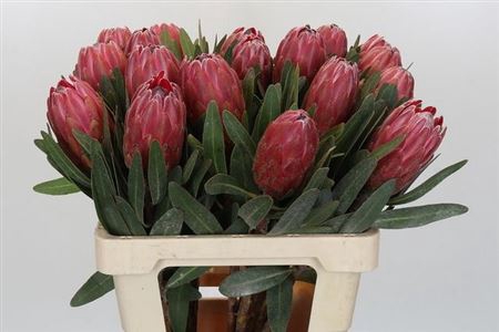 <h4>PROTEA RED ICE</h4>