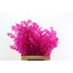 Pres Ruscus Cerise P Stem