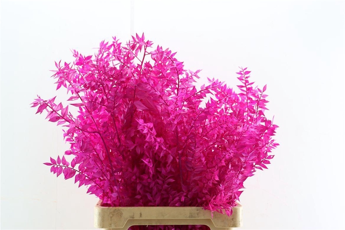 <h4>Pres Ruscus Cerise P Stem</h4>