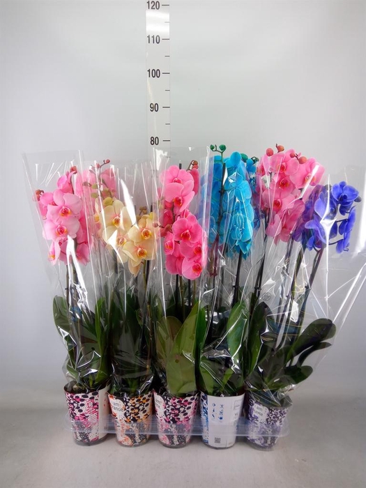 <h4>Phalaenopsis   ...</h4>