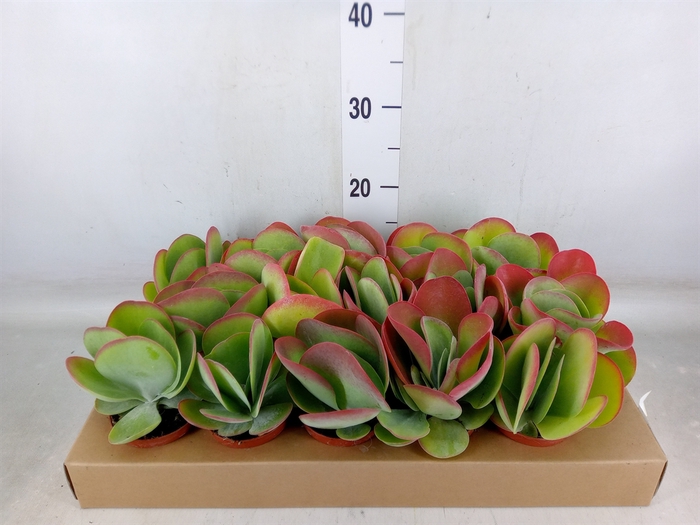 <h4>Kalanchoe NF thyrsiflora</h4>