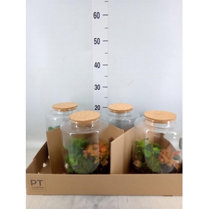 Arr.   Kamerplant Groen H%