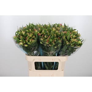 Alstroemeria Pink Paradiso 60 Gram