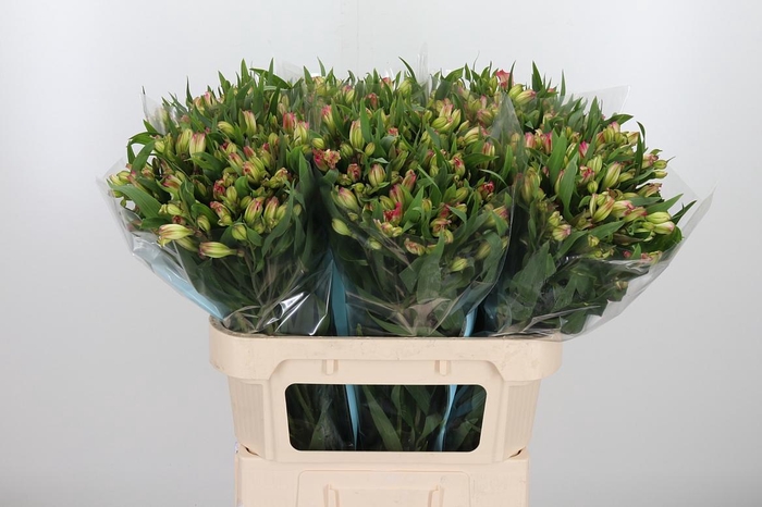 <h4>Alstroemeria Pink Paradiso 60 Gram</h4>