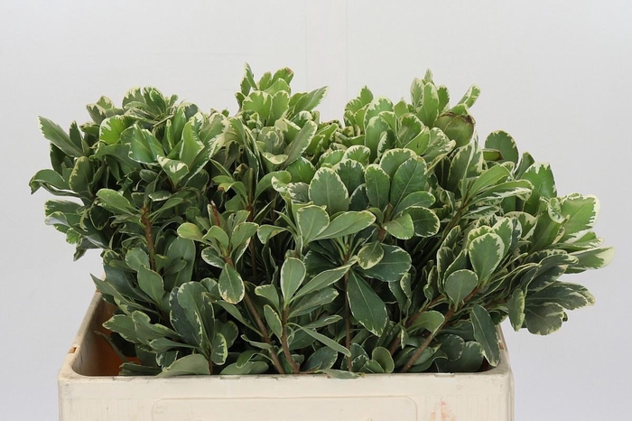 <h4>PITTOSP TO ILAN</h4>