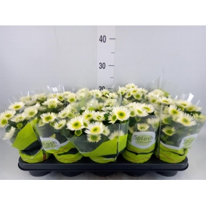 Chrysanthemum  'Splash Meadow'