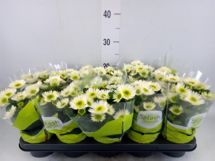 <h4>Chrysanthemum  'Splash Meadow'</h4>