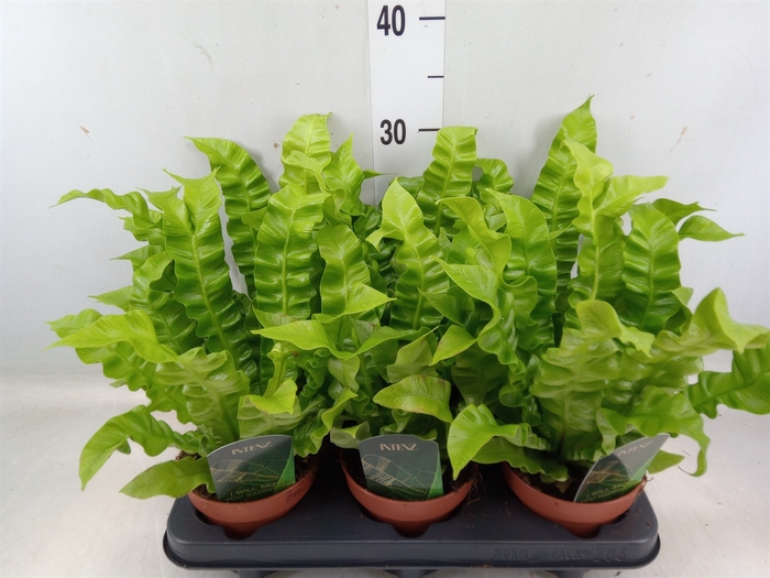 <h4>Asplenium nidus 'Crispy Wave'</h4>