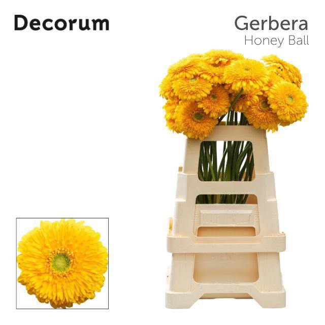 <h4>Gerbera Pomponi Honey Ball Water x40 Lang</h4>