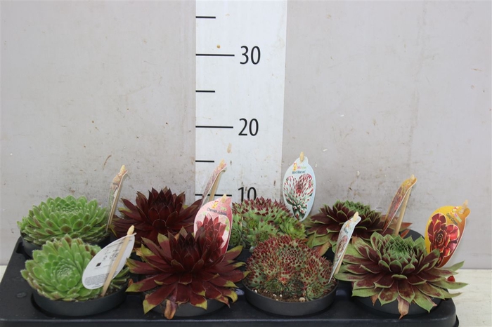 <h4>Sempervivum Cc Gemengd</h4>
