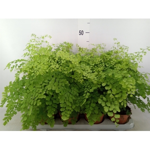 Adiantum raddi. 'Fragrans'