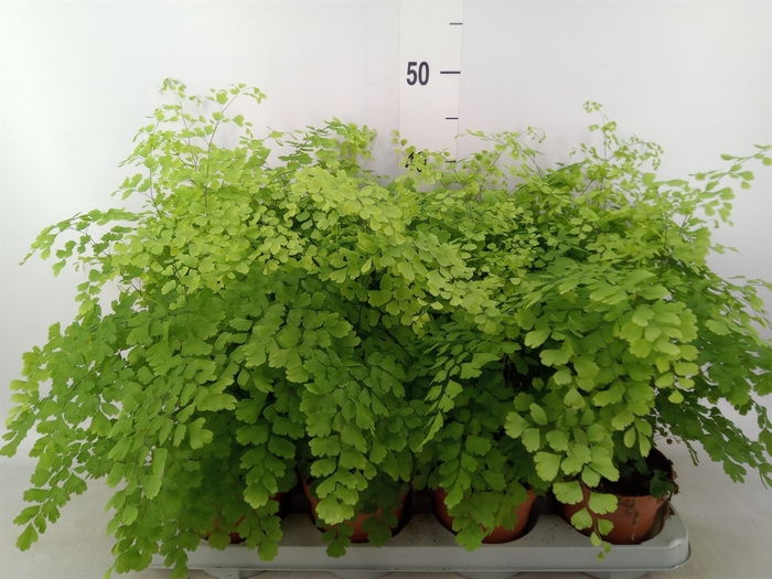 <h4>Adiantum raddi. 'Fragrans'</h4>
