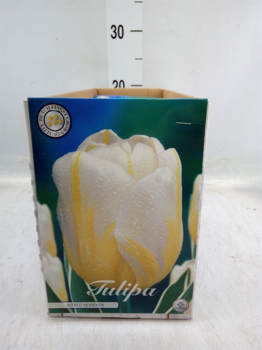 <h4>Tulipa   ...flowerbulbs</h4>