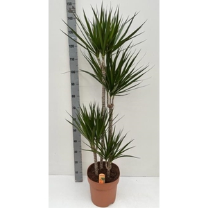 Dracaena Marginata 27Ø 140cm 4pp