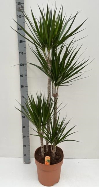 Dracaena Marginata 27Ø 140cm 4pp