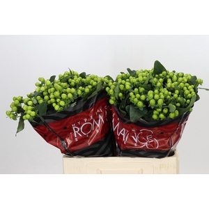 Hypericum Lucky Romance
