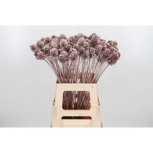 Allium Sphaero Kl Bh Champagne