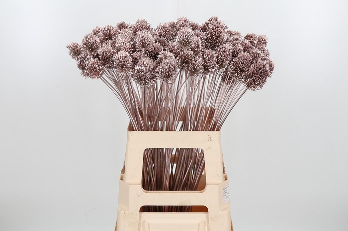 <h4>Allium Sphaero Kl Bh Champagne</h4>