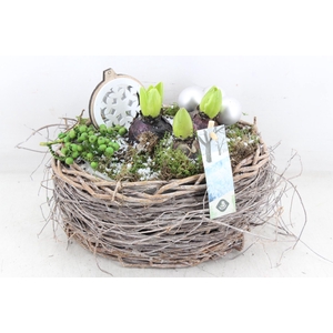 arr4 Hyacint JS - Bolmand x4