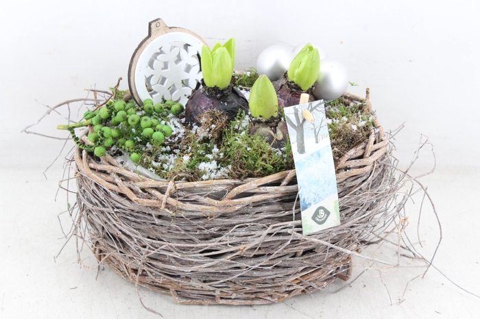 <h4>arr4 Hyacint JS - Bolmand x4</h4>