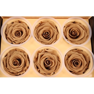 R Prs Khaki Warm Tan