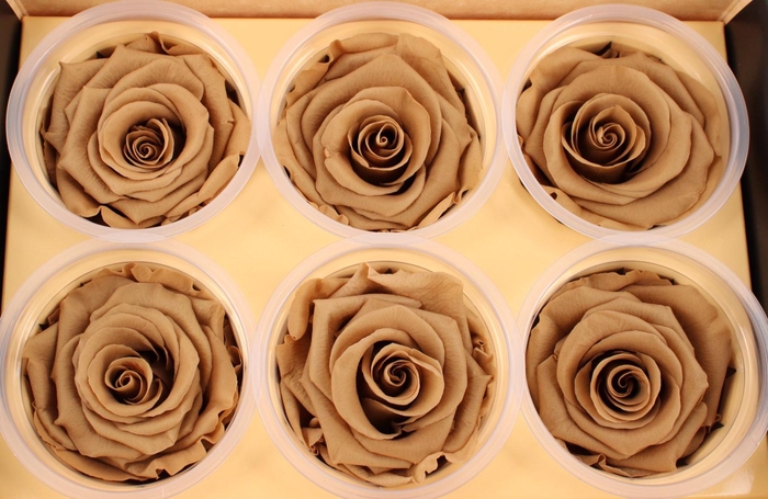 <h4>R Prs Khaki Warm Tan</h4>