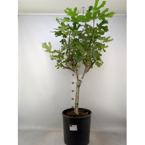 Ficus carica