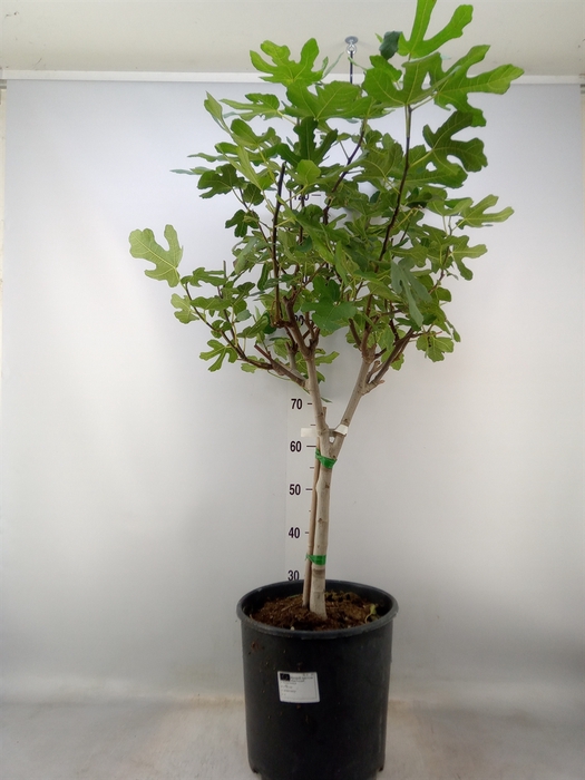 <h4>Ficus carica</h4>