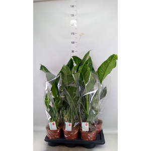 Dieffenbachia  'Galaxy'
