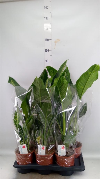 <h4>Dieffenbachia  'Galaxy'</h4>