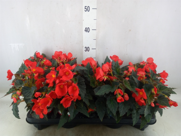 <h4>Begonia boliv. 'Encanto Red'</h4>